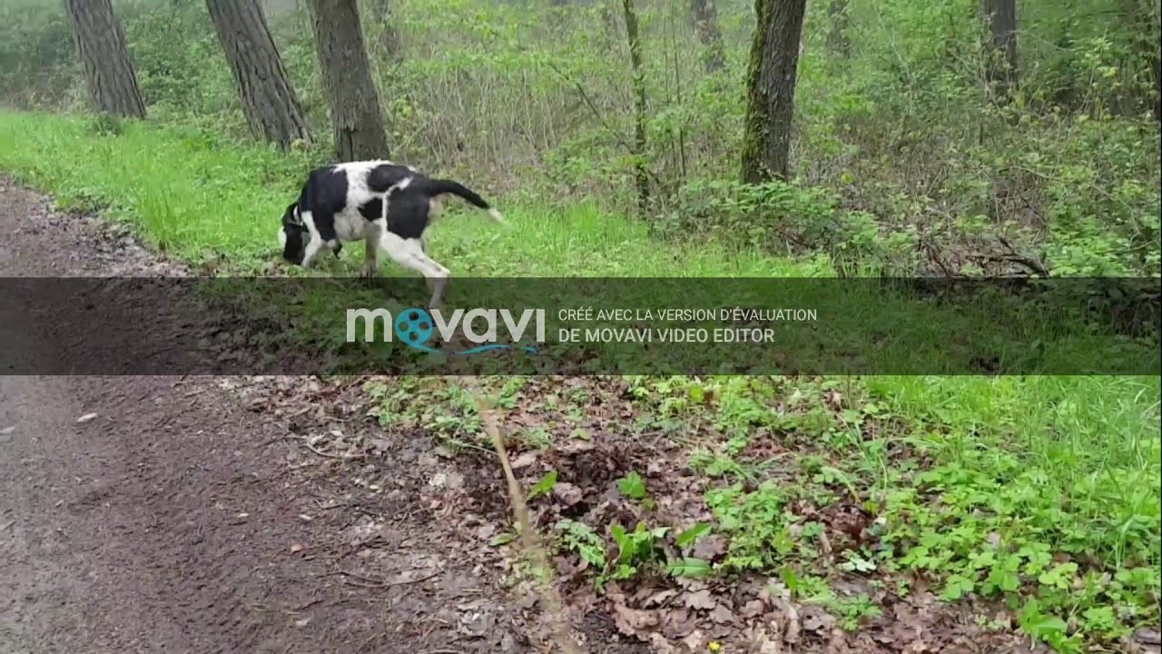 Okey, chien de pied à sanglier de l’Elevage du Mas – youtube