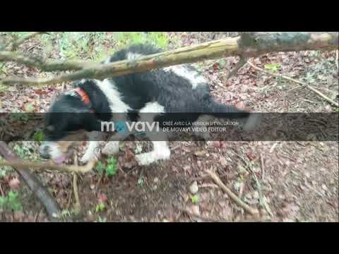 Omya, chien de pied à sanglier de l’Élevage du Mas – youtube